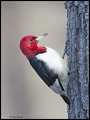 _3SB1765 red-headed woodpecker